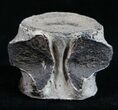 Champsosaurus Vertebrae (Cretaceous Reptile) #10579-2